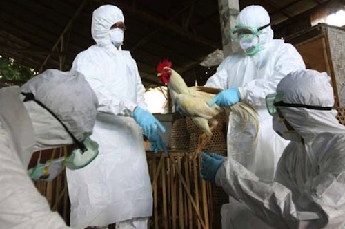 gripe-aviar