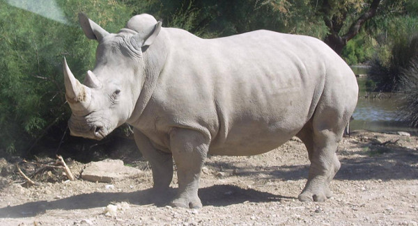 rinoceronte-blanco1