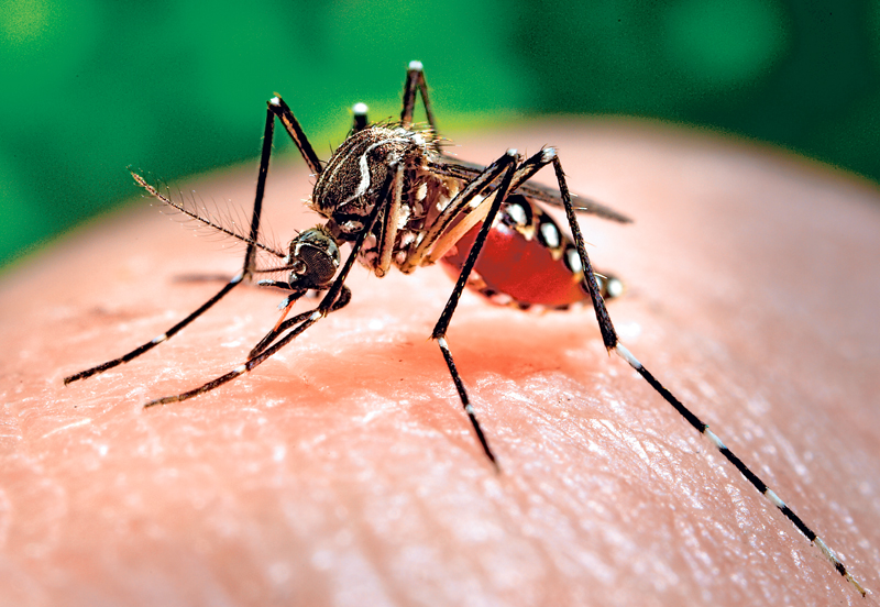 mosquito-chikungunya