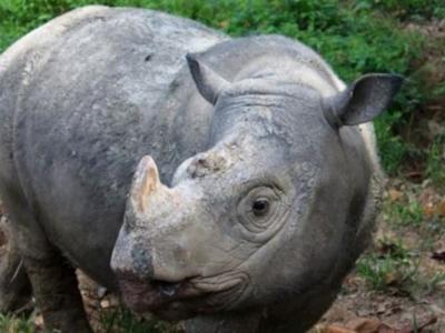 rinoceronte-extinto_0