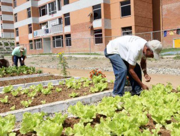 VENEZUELA--Ministra-de-Agricultura-Urbana-llam--a-las-familias-a-producir-alimentos-en-espacios-populares-gonzalo-morales