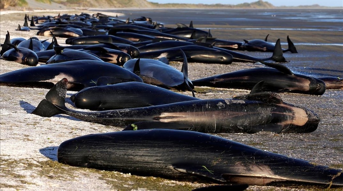 jgblanco37229373-some-the-hundreds-stranded-pilot-whales-marked-with-an170210094156-1486716320625