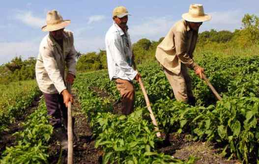 agricultura-cubana_0