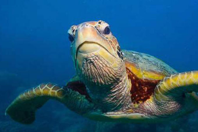 tortuga-marina