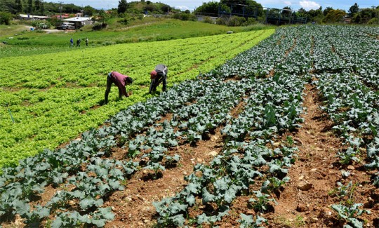 Foto Referencial Archivo Acompanamiento a los productores agricolas estimulara crecimiento del sector en 2014