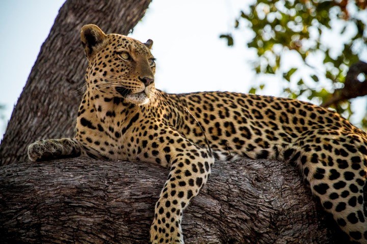 leopard-in-botswana-Small