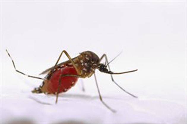 malaria-zancudo-630