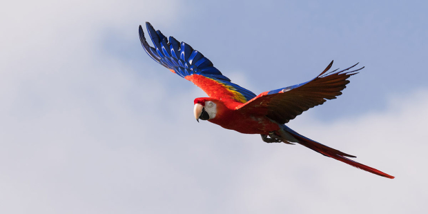 web3-guacamaya-venezuela-caracas-bird-beautiful-colorful-shutterstock_380816203-ian-duffield-ai (1)