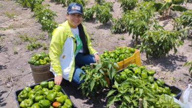 Delta Amacuro: Agrourbanos cosecharon más de 850kg de hortalizas a través de "Mi Clap es Productivo"