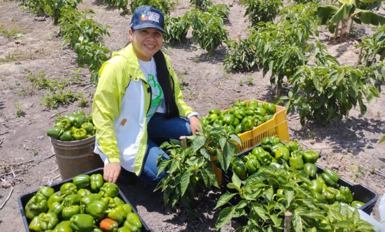 Delta Amacuro: Agrourbanos cosecharon más de 850kg de hortalizas a través de "Mi Clap es Productivo"