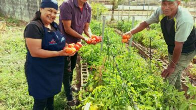 Minppau y Fundaproal producen tomate para el beneficio de Casas de Alimentación en Monagas