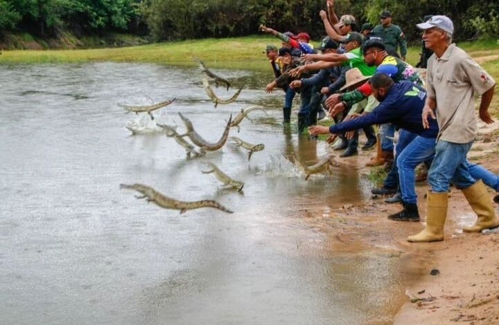 Apure: INEA liberó 170 caimanes y 20 mil tortugas del Orinoco