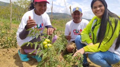 Yaracuy: Mi Clap es Productivo distribuyó hortalizas a familias del municipio Bruzual