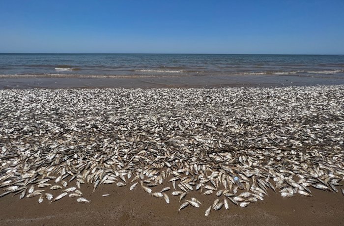 Texas: En una playa aparecen decenas de miles de peces muertos