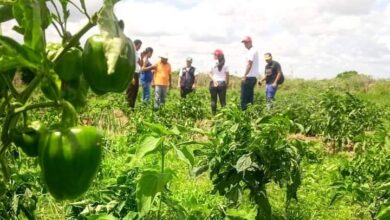 Anzoátegui: Clap productivos del municipio Freites comenzaron el ciclo de cosechas